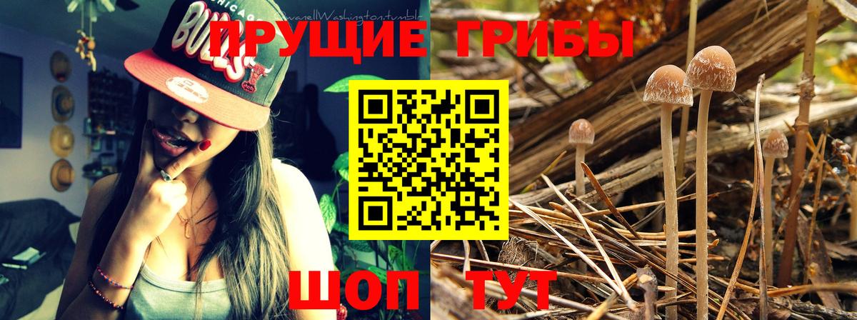 Галлюциногенные грибы Psilocybe  где найти наркотики  Дмитров  Вход с VPN 